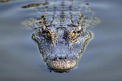 Мужчина похитил пятилетнюю девочку и отдал ее на съедение аллигаторам