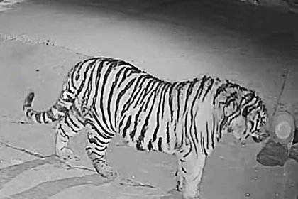 Тигр пробрался в деревню, попал на видео и похитил домашнюю собаку