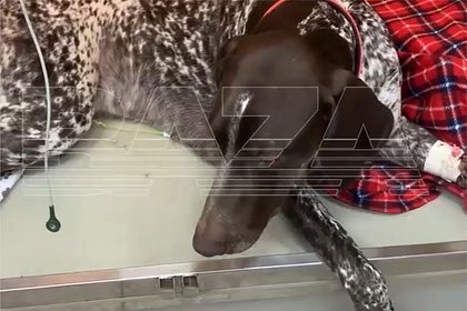 Жители района Москвы заявили о массовой смерти домашних собак из-за догхантеров