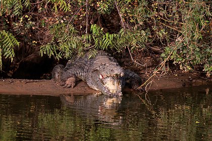 Крокодил из реки Лимпопо проглотил мужчину