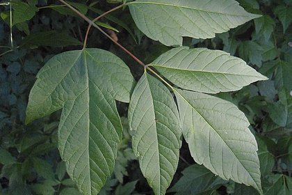 В России захотели уничтожить одно растение