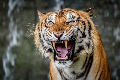 Тигры напали на двух братьев-рыбаков с разницей в неделю