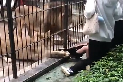 Львица набросилась на кормившую ее в зоопарке девочку