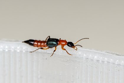 Россиянка уснула на Бали и проснулась с ожогом лица из-за насекомого