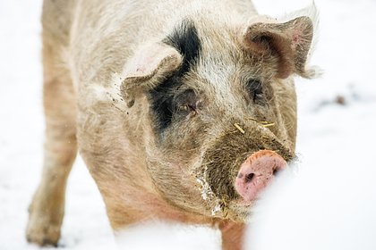 В российском регионе начали изымать домашний скот из-за смертельной болезни