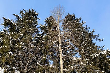 Волонтеры раскрыли подробности поисков троих пропавших под Москвой детей