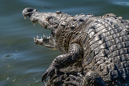 Крокодил напал на купавшуюся в пруду девочку