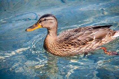 Кряквы стали каннибалами