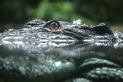 Спасатели нашли останки жертвы крокодила