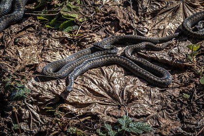 В Подмосковье проснулись гадюки