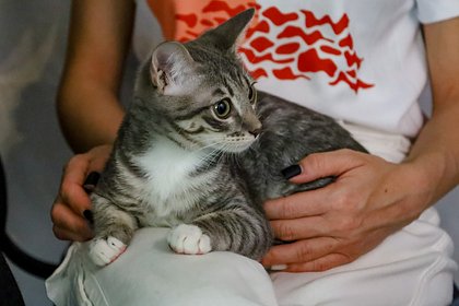 Ветеринар предупредила об опасных продуктах для питомцев