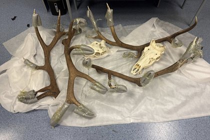 В российском аэропорту задержали иностранца с черепами и рогами оленей