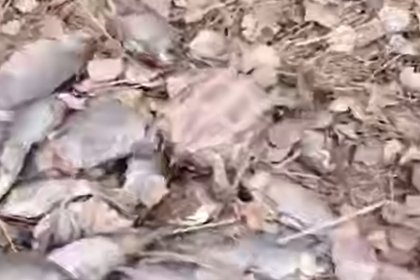 Гору мертвой рыбы и черепаху обнаружили посреди парка в российском городе