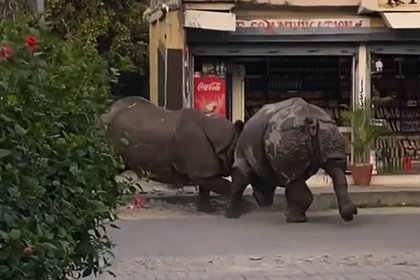 Драка двух носорогов посреди города попала на видео
