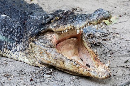 Голодный крокодил набросился на смотрителя зоопарка