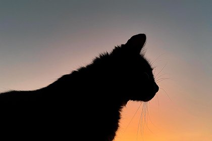 Школьница объяснилась за подброшенную соседу отрезанную голову кошки