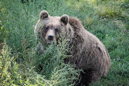 Медведь напал на двух охотников на Камчатке