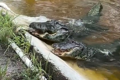 Аллигаторам скормили огромного питона и сняли это на видео