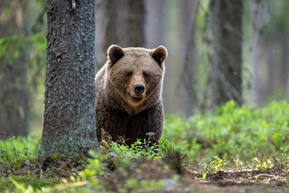 Россияне всю ночь отбивались от медведей в лесу