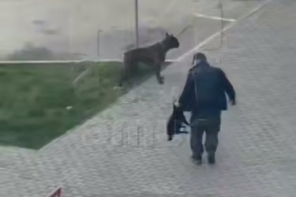 Мужчина жестоко отпинал своего мопса и попал на видео в российском городе