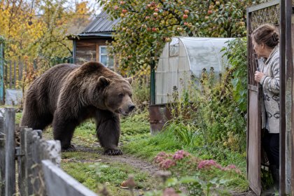 Россиянка напугала медведя в лесу палкой